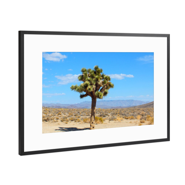 Poster mit Rahmen Schwarz (Metallic) "The Joshua Tree" artboxONE - Natur,Reise,Floral,Reise / Länder