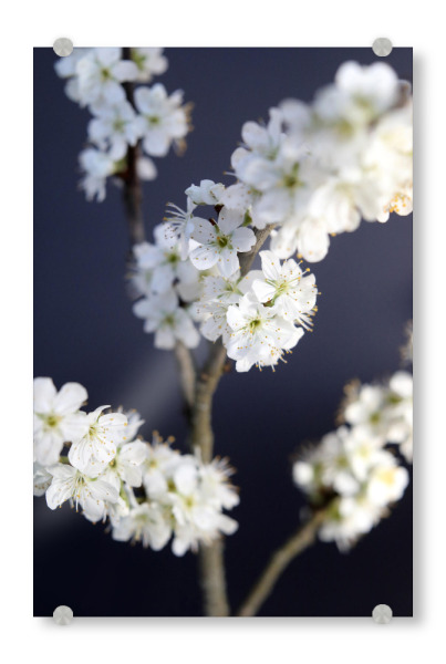 Acrylglasbild "Zweig mit weißen Pflaumen-Blüten" artboxONE - Natur,Floral,Abstrakt,Reise / Asien,Für Mama