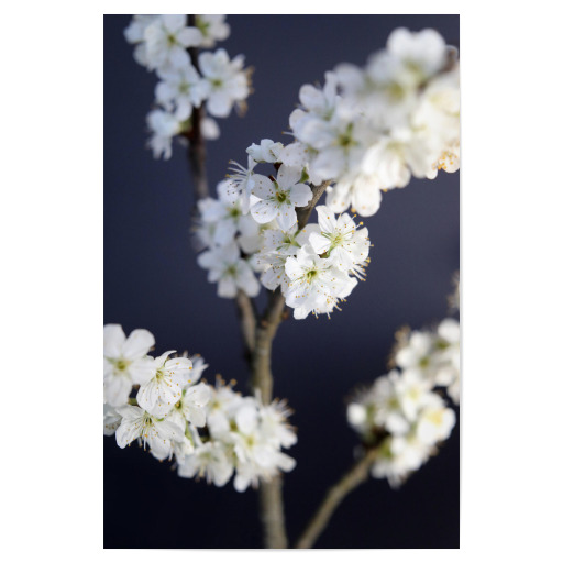 Zweig mit weißen Pflaumen-Blüten