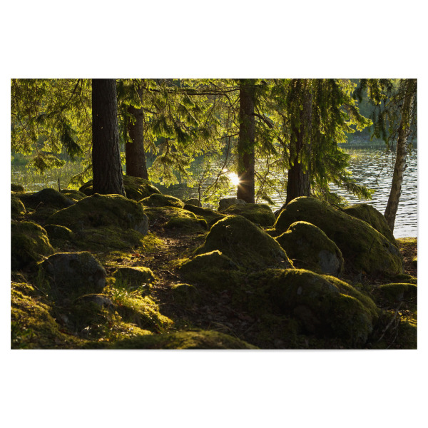 Poster 30x20 cm "Sonnenstrahl im Wald" artboxONE - Natur,Reise,Reise / Länder