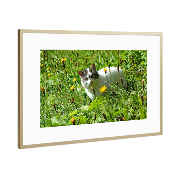 Poster mit Rahmen Gold "Katze im Gras" artboxONE - Natur,Floral,Tiere