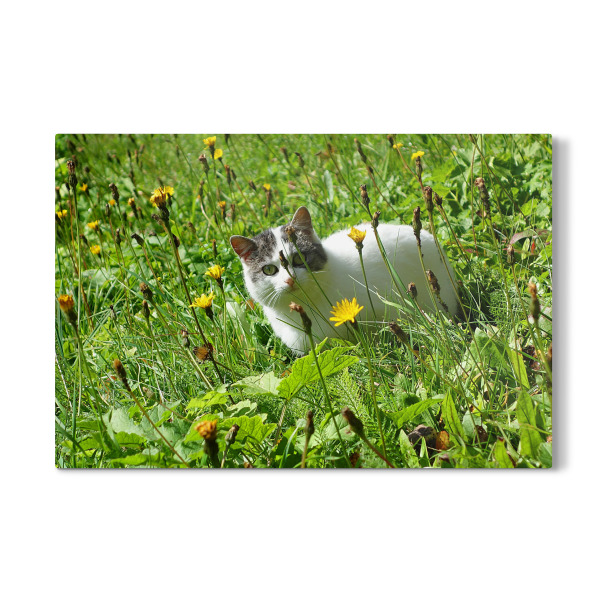 Galerie-Print "Katze im Gras" 30x20 cm artboxONE
