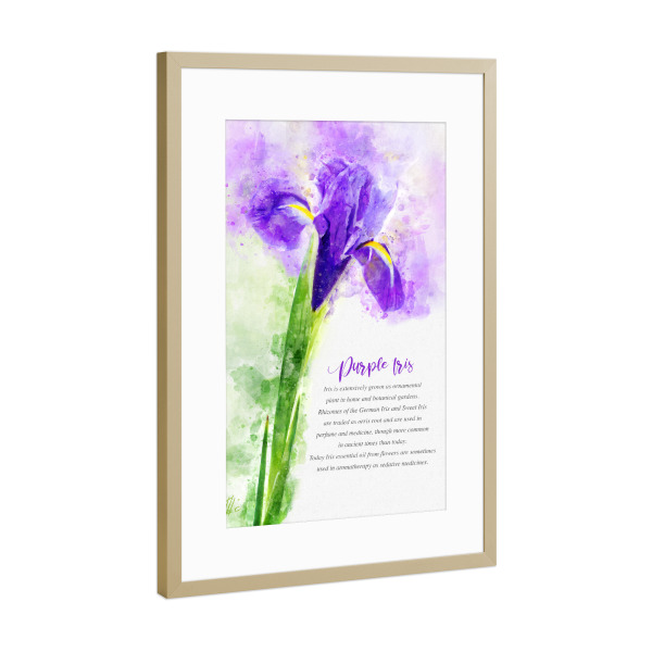Poster mit Rahmen Gold "Purple Iris" artboxONE - Natur,Floral