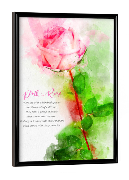 Poster mit schwarzem Rahmen "Pink and Green Rose" artboxONE - Natur,Floral