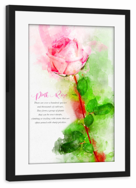 Poster mit Rahmen schwarz "Pink and Green Rose" artboxONE - Natur,Floral