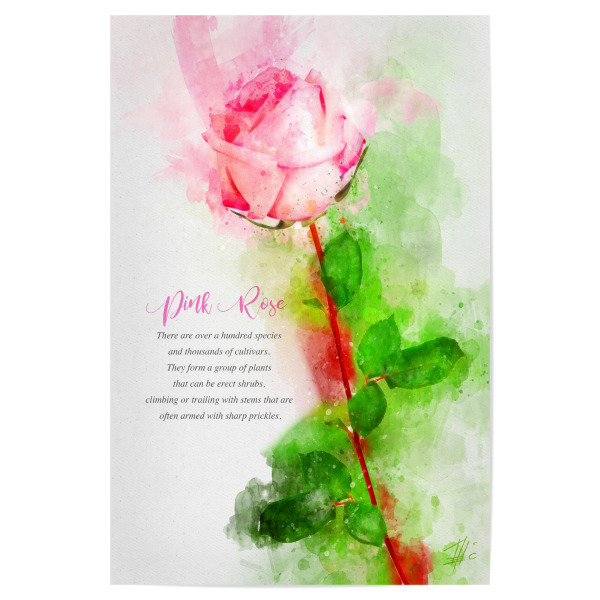 Poster "Pink and Green Rose" artboxONE - Natur,Floral