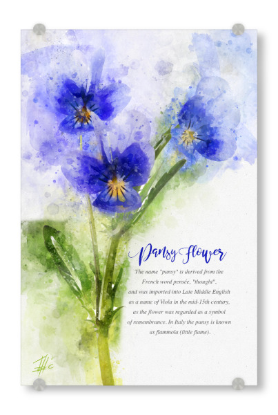 Acrylglasbild "Pansy Flowers" artboxONE - Natur,Floral