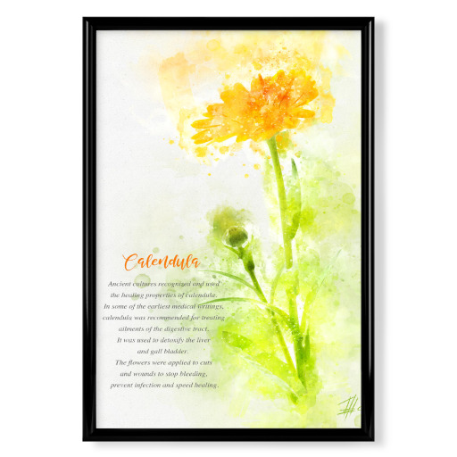 Calendula