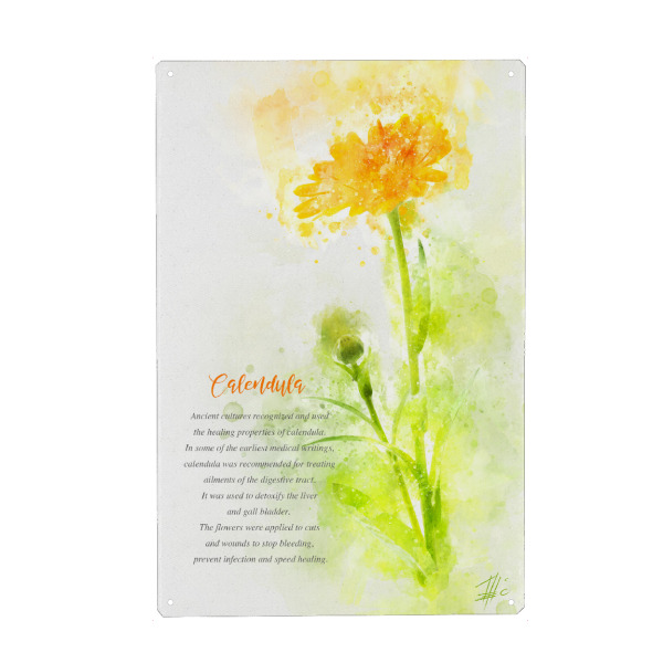 Metall Poster "Calendula" artboxONE - Natur,Floral