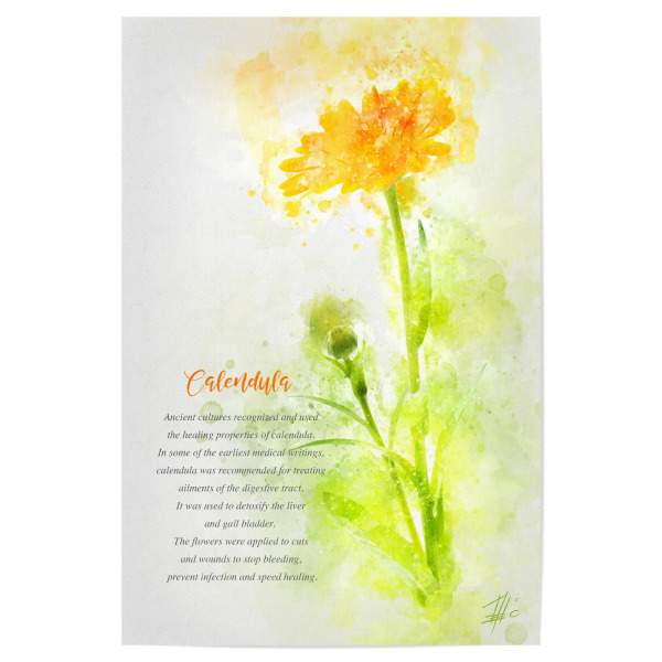 Poster "Calendula" artboxONE - Natur,Floral - Colorful,Vase,Single,Live,Life,Decoration,Flower show,Florist,Floristic,Art,Female,Emotion,Flower,Blume
