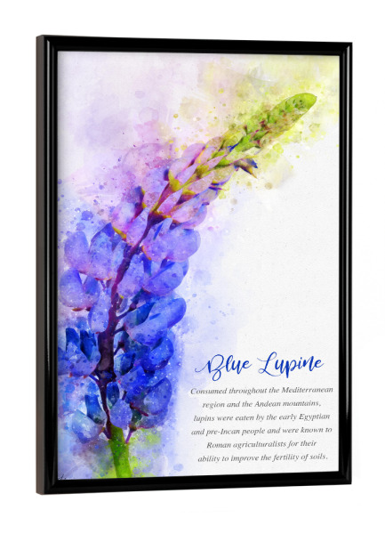 Poster mit schwarzem Rahmen "Blue Lupine" artboxONE - Natur,Floral