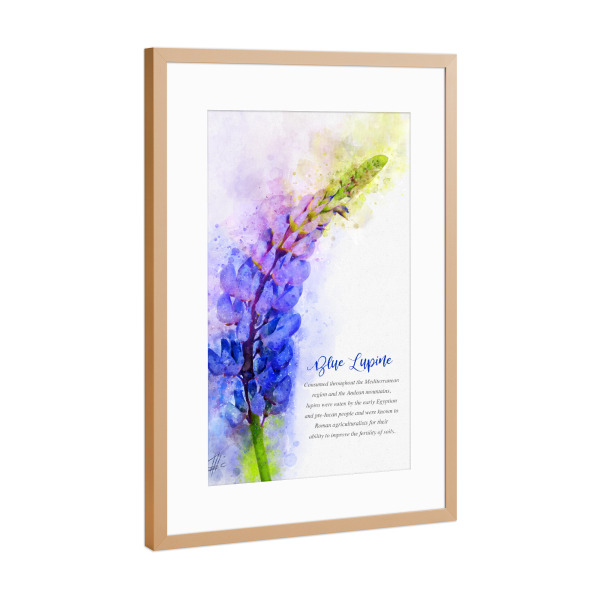 Poster mit Rahmen Kupfer "Blue Lupine" artboxONE - Natur,Floral