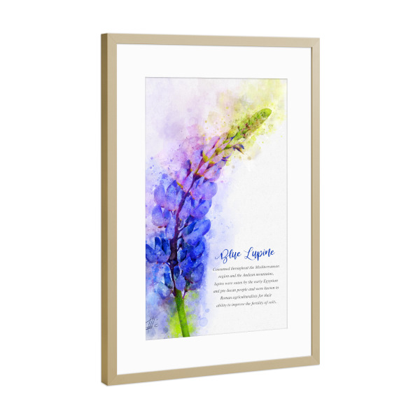 Poster mit Rahmen Gold "Blue Lupine" artboxONE - Natur,Floral