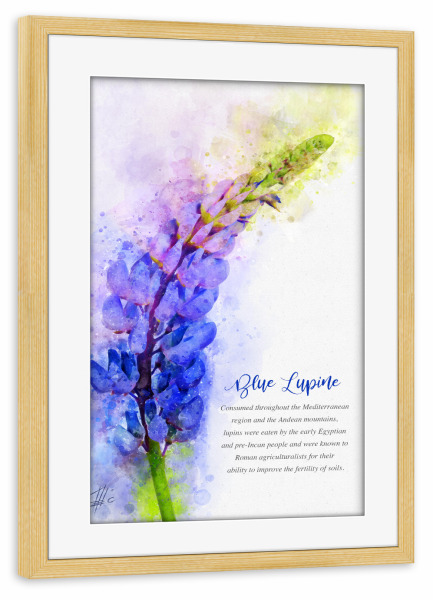Poster mit Rahmen kiefer "Blue Lupine" artboxONE - Natur,Floral