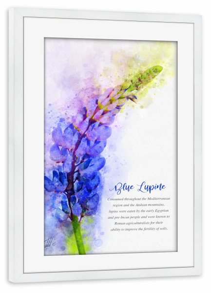 Poster mit Rahmen weiß "Blue Lupine" artboxONE - Natur,Floral
