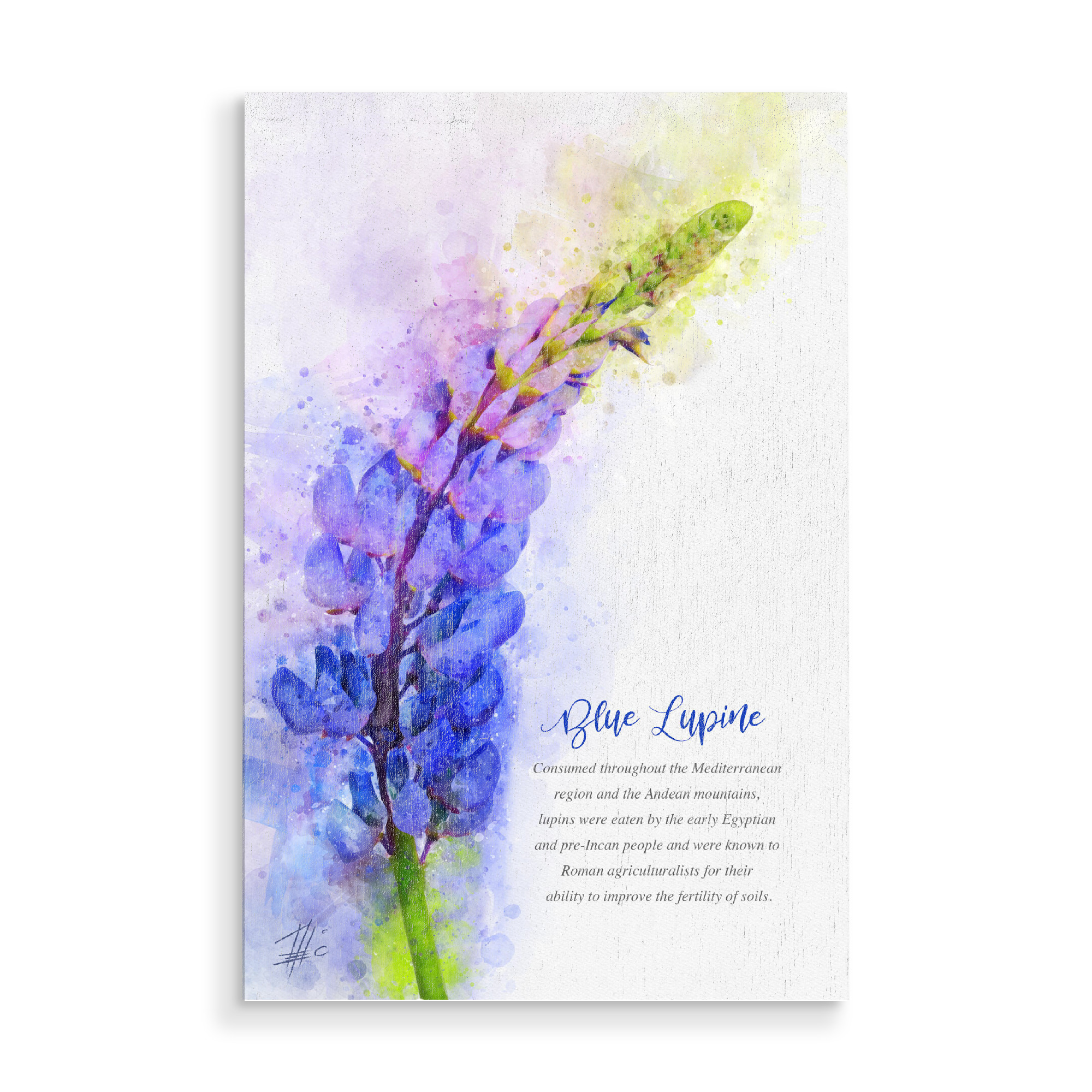 Holzbild "Blue Lupine" artboxONE - Natur,Floral