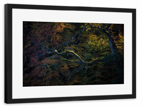 Poster mit Rahmen schwarz "Bunter Wald" artboxONE - Natur