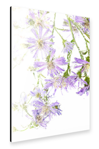Alu-Dibond "Wildblumen im Wasser" 30x20 cm artboxONE