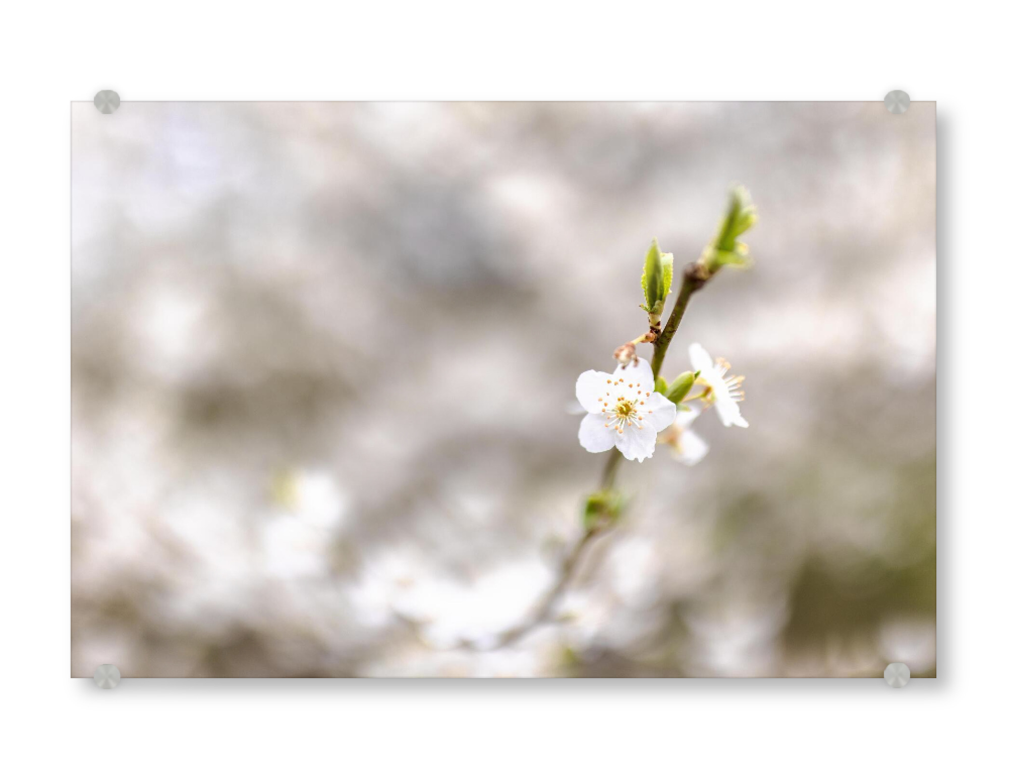 Acrylglasbild "Der blühende Frühling" artboxONE - Natur,Floral