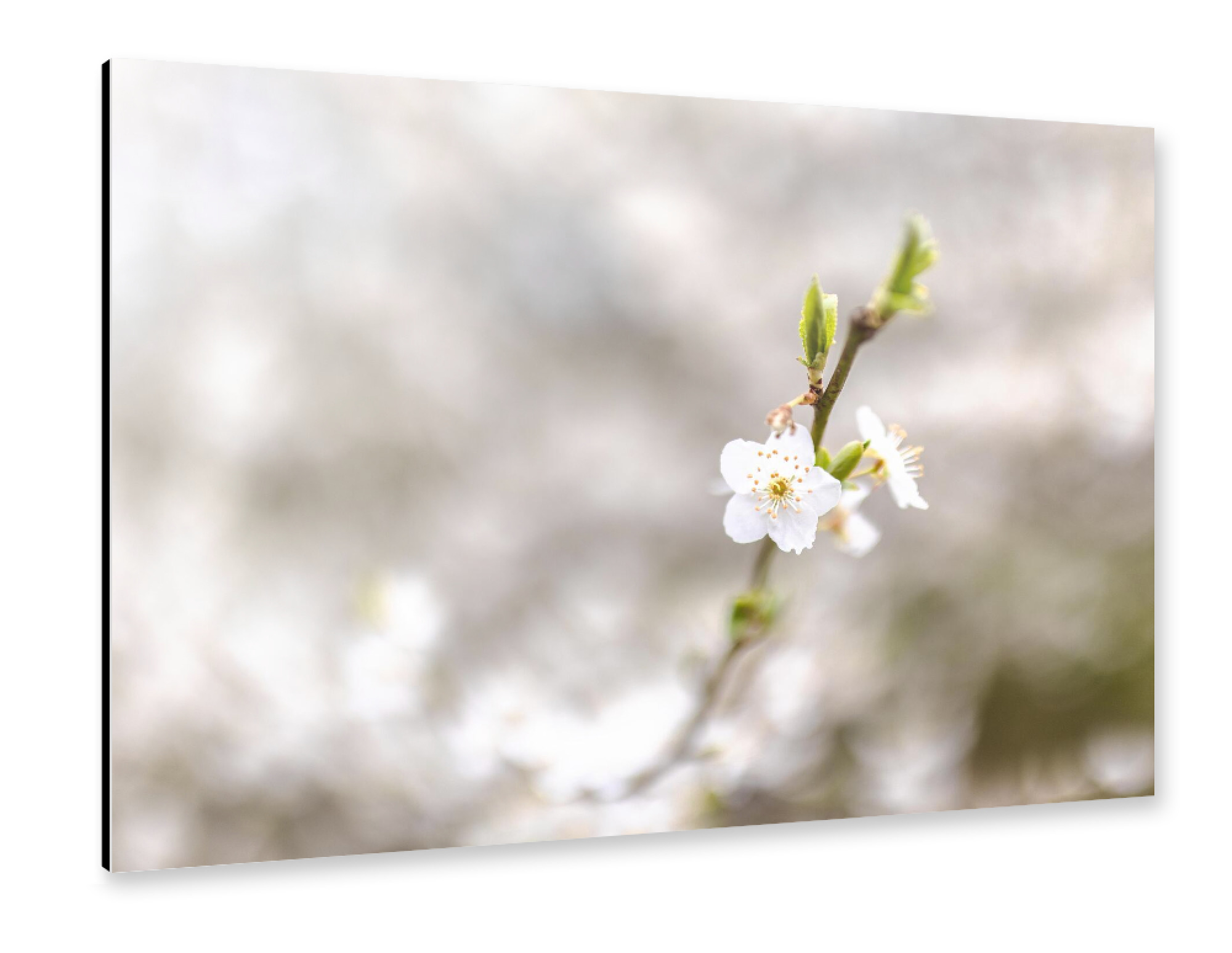 Alu-Dibond "Der blühende Frühling" 75x50 cm artboxONE