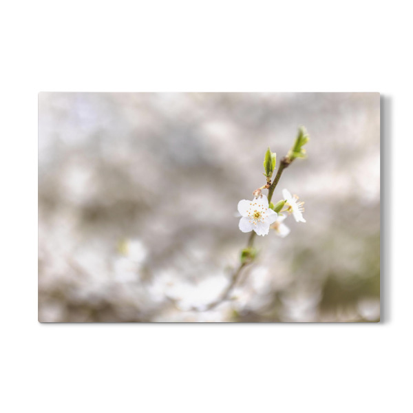 Galerie-Print "Der blühende Frühling" 30x20 cm artboxONE