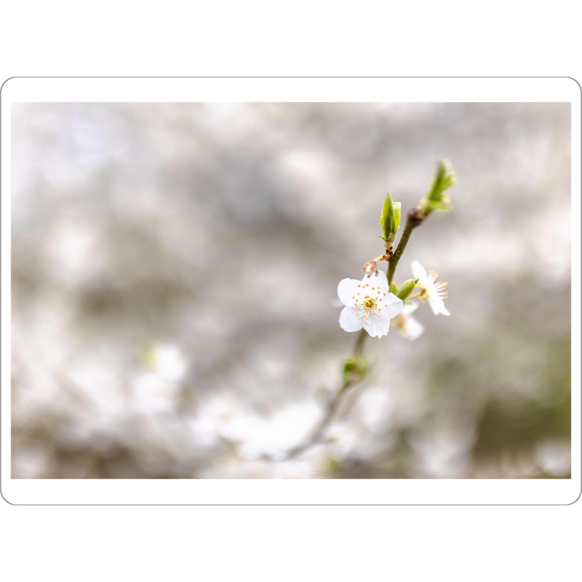 Tischset "Der blühende Frühling" artboxONE - Natur,Floral