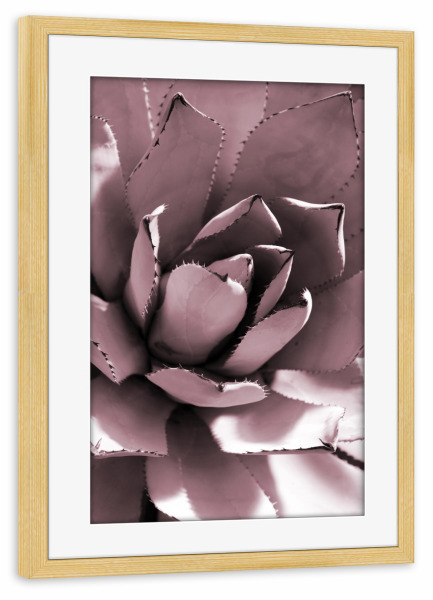 Poster mit Rahmen kiefer "Agave Rosé" artboxONE - Natur,Floral