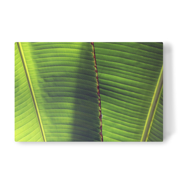 Leinwandbild "Exotisches Bananen Blatt" artboxONE - Natur,Floral,Abstrakt