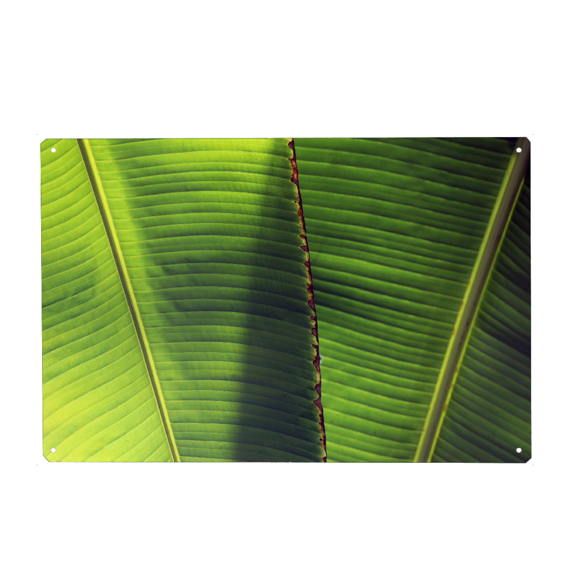 Holzbild "Exotisches Bananen Blatt" artboxONE - Natur,Floral,Abstrakt