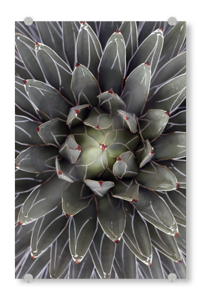Acrylglasbild "Agave grau-grün mit Streifen" artboxONE - Natur,Floral,Abstrakt