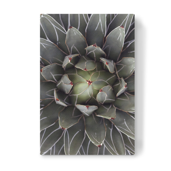 Leinwandbild "Agave grau-grün mit Streifen" artboxONE - Natur,Floral,Abstrakt