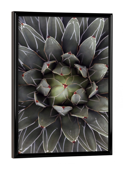 Poster mit schwarzem Rahmen "Agave grau-grün mit Streifen" artboxONE - Natur,Floral,Abstrakt