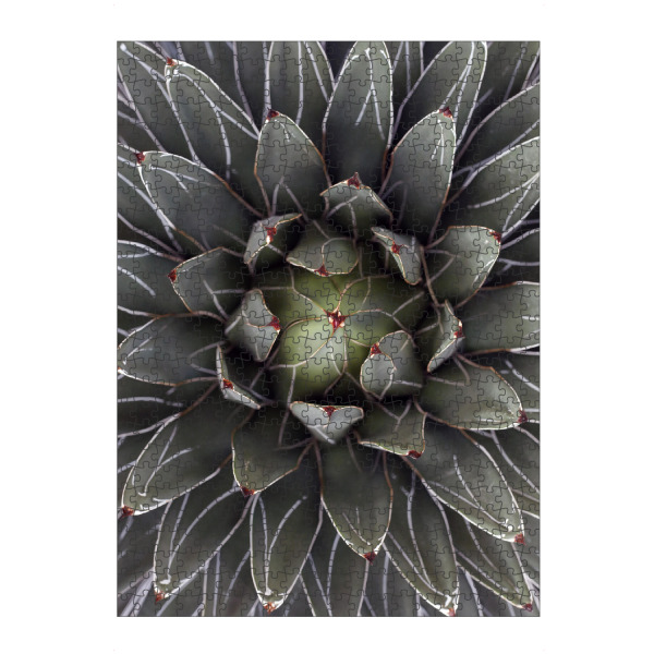 artboxONE Puzzle "Agave grau-grün mit Streifen" artboxONE - Natur,Floral,Abstrakt