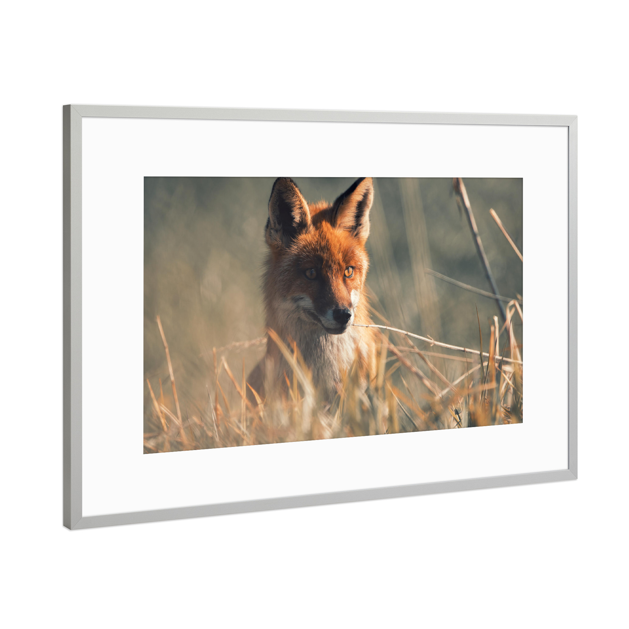 Poster mit Rahmen Silber "Der Fuchs geht um" artboxONE - Natur,Tiere