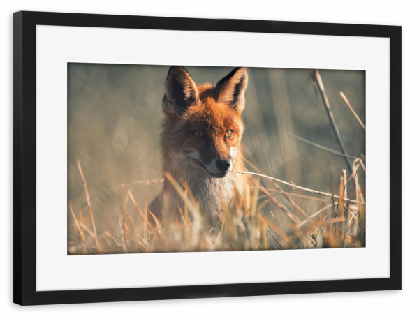 Poster mit Rahmen schwarz "Der Fuchs geht um" artboxONE - Natur,Tiere