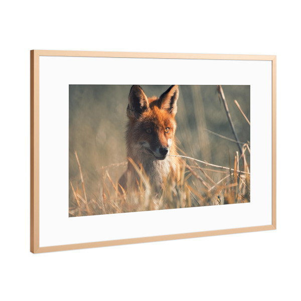Poster mit Rahmen Kupfer "Der Fuchs geht um" artboxONE - Natur,Tiere