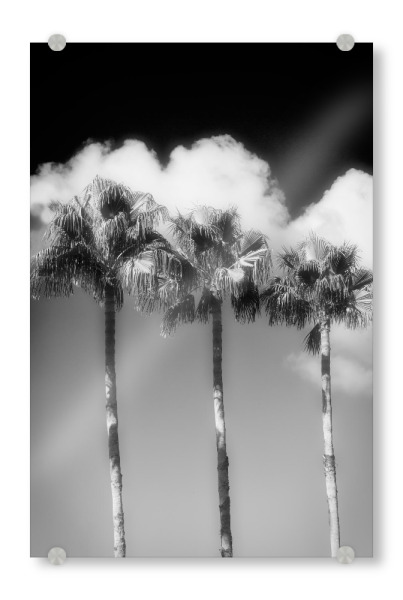 Acrylglasbild "Miami beach ocean drive" artboxONE - Reise,Floral,Schwarzweiß