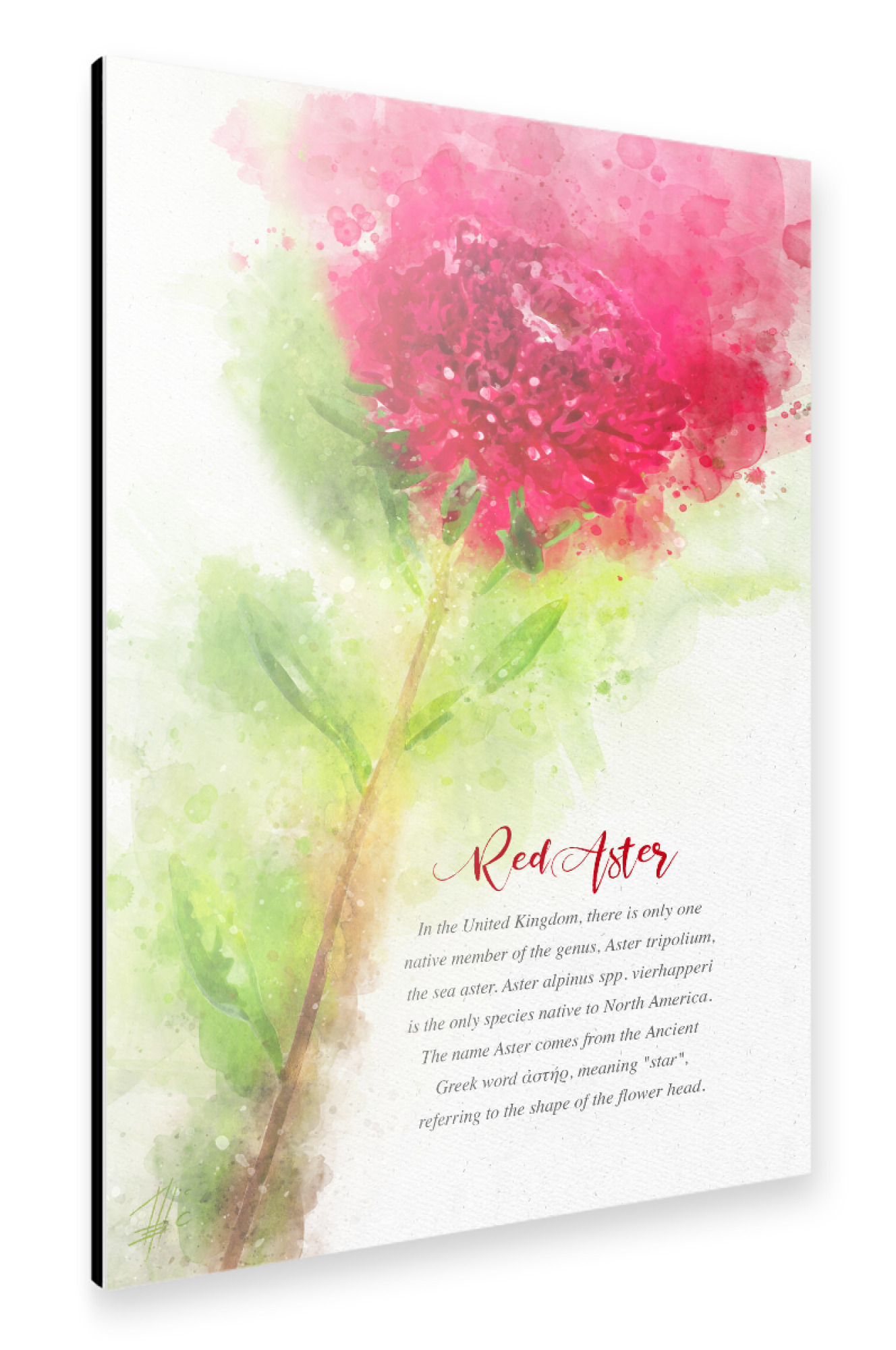 Alu-Dibond "Red Aster" 30x20 cm artboxONE