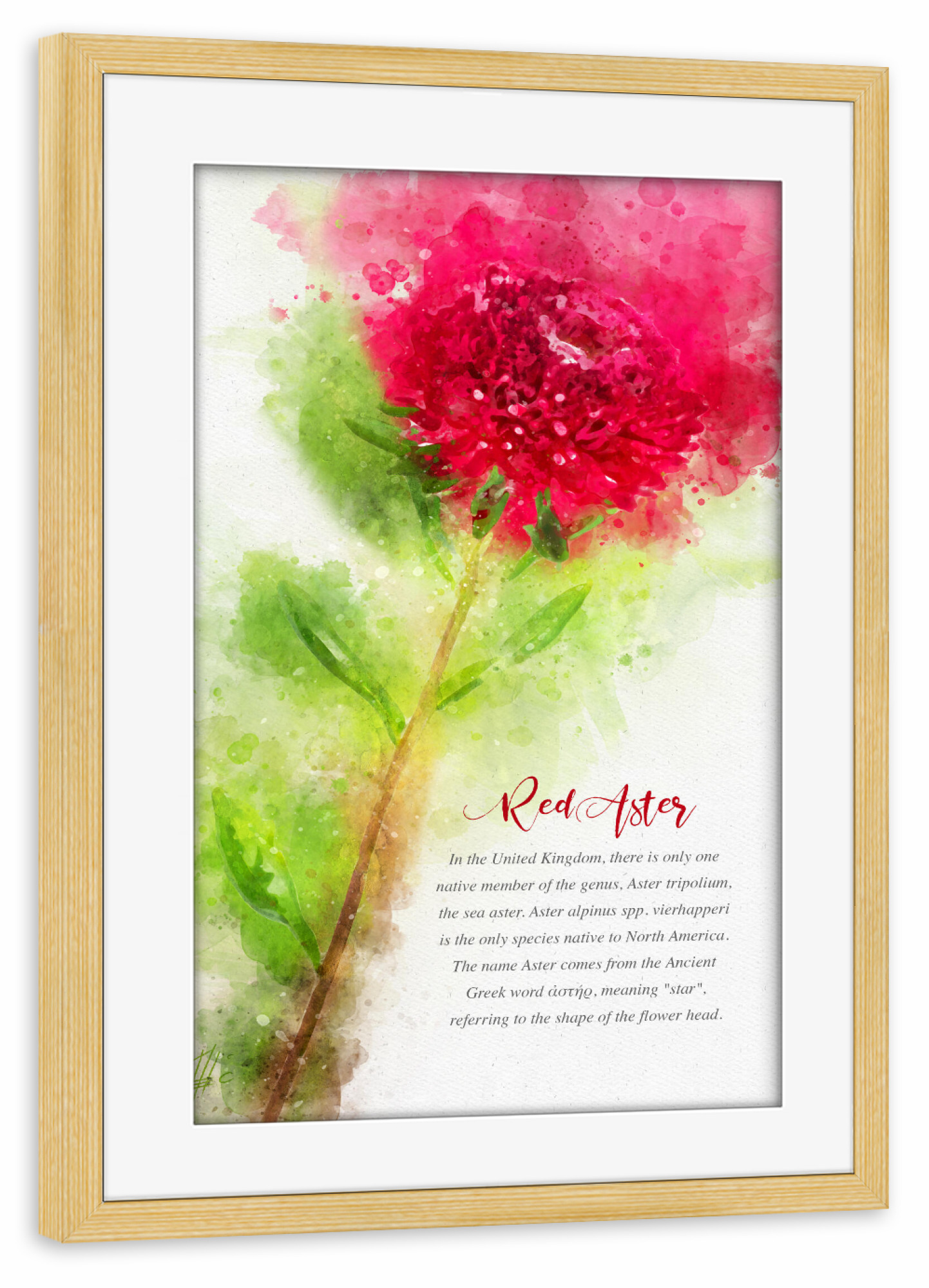 Poster mit Rahmen kiefer "Red Aster" artboxONE - Natur,Floral