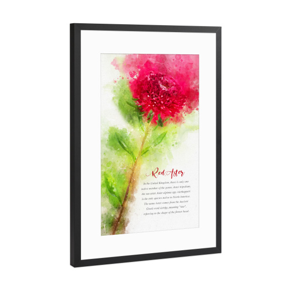 Poster mit Rahmen Schwarz (Metallic) "Red Aster" artboxONE - Natur,Floral