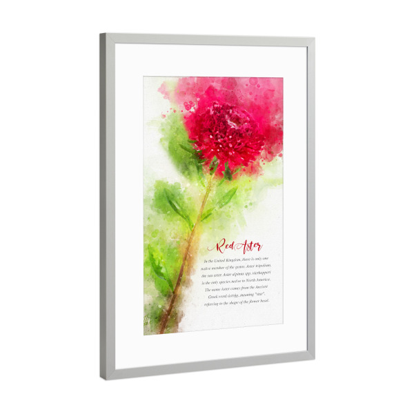 Poster mit Rahmen Silber "Red Aster" artboxONE - Natur,Floral