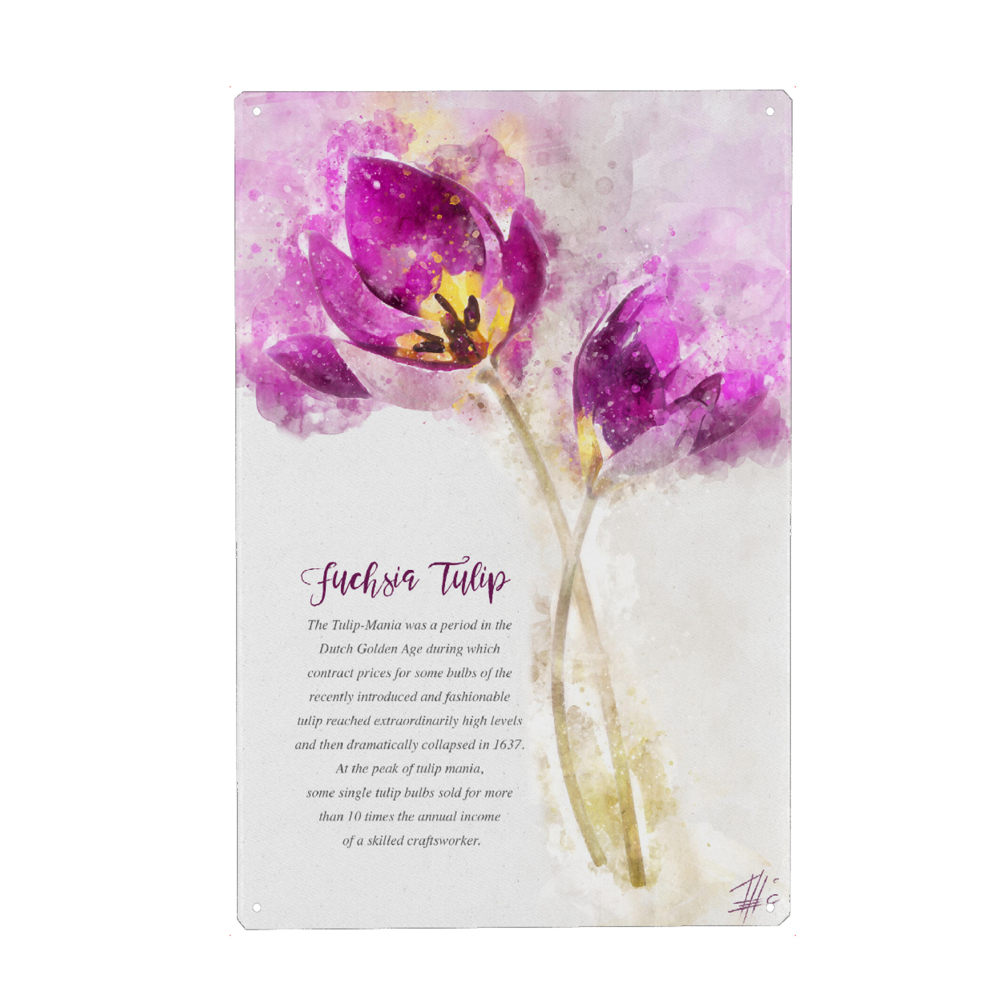 Metall Poster "Fuchsia Tulip" artboxONE - Natur,Floral
