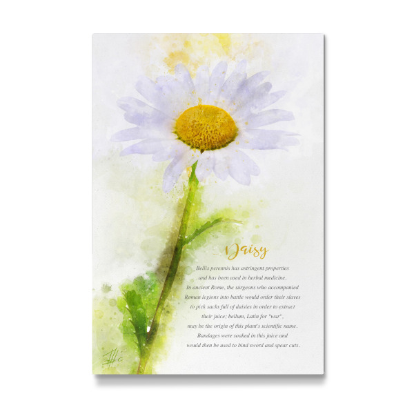 Galerie-Print "Daisy Flower" 30x20 cm artboxONE