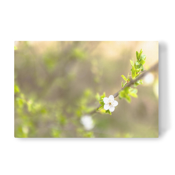 Leinwandbild "Der grüne Frühling" artboxONE - Floral - Frühling,Blüte,Blühen,Kirschblüte,Grün,Weiß,Blumen,Flowers,Floral,Spring