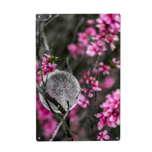 Metall Poster "Blumenmagie" artboxONE - Natur,Floral - Blumen,Glaskugel,Floral,Frühling,Rosa,Flowers,Spring,Natur,Nature - Blechschild