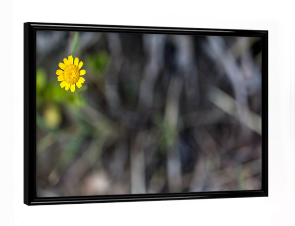 Poster mit schwarzem Rahmen "Farbtupfer" artboxONE - Floral - Blumen,Wiese,Gelb,Farbe,Unterholz,Flower,Floral,Natur,Nature,Colorful