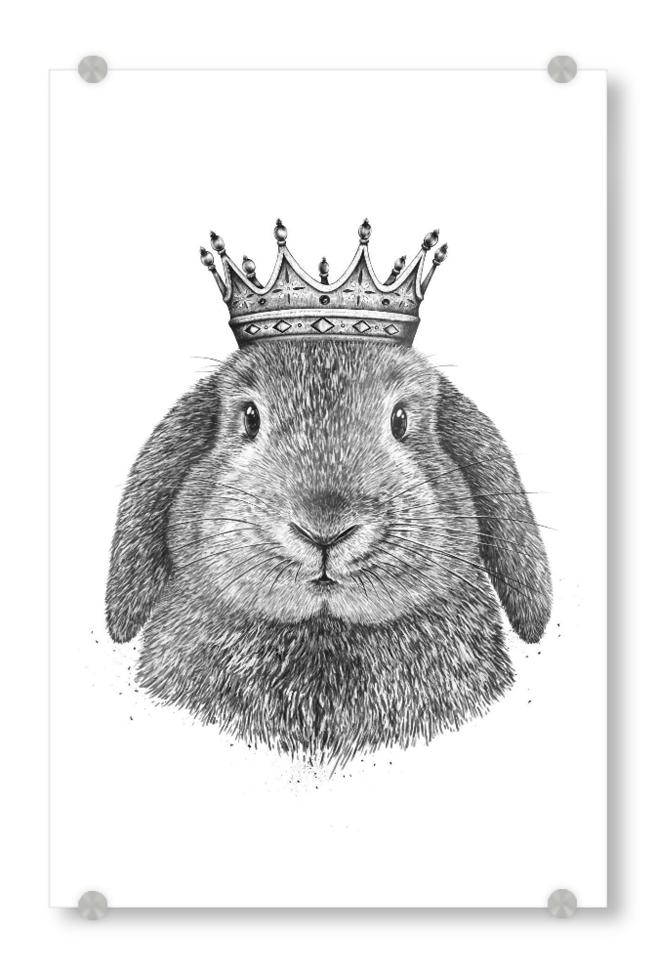 Acrylglasbild "King rabbit" artboxONE - Natur,Tiere,Weihnachten,Für Papa,Lustig