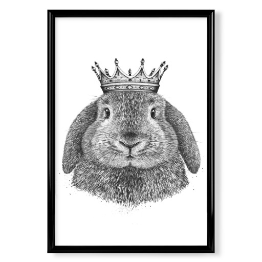 King rabbit