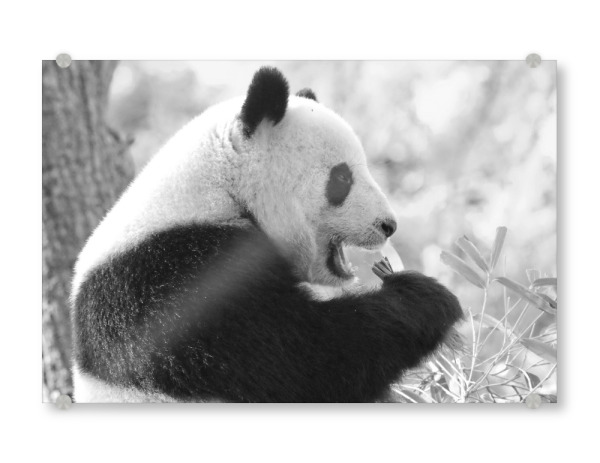 Acrylglasbild "Panda Bär sw" artboxONE - Natur,Tiere,Schwarzweiß - Panda bär,Bär,Essen,Panda,Tier,Animal,Wild,Food,Bear,Blackandwhite,Schwarzweiß