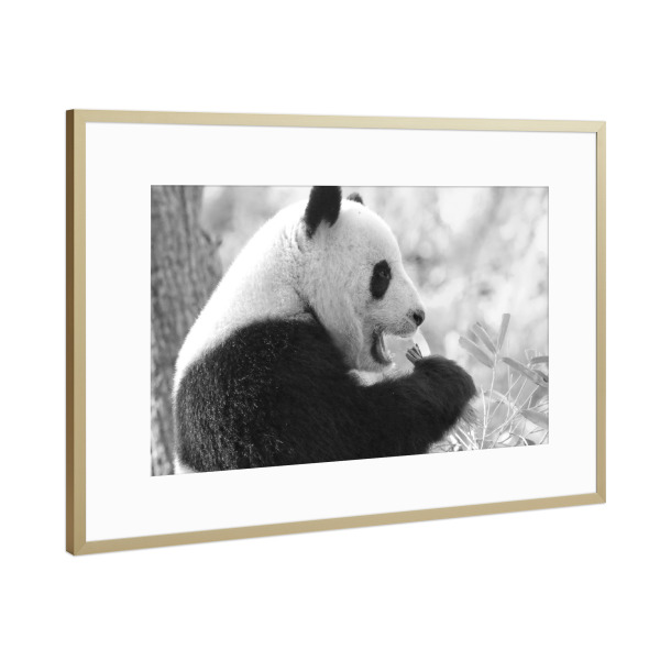 Poster mit Rahmen Gold "Panda Bär sw" artboxONE - Natur,Tiere,Schwarzweiß